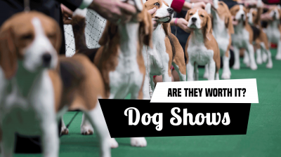 See our article about dog shows and if they are worth the expenses and efforts.