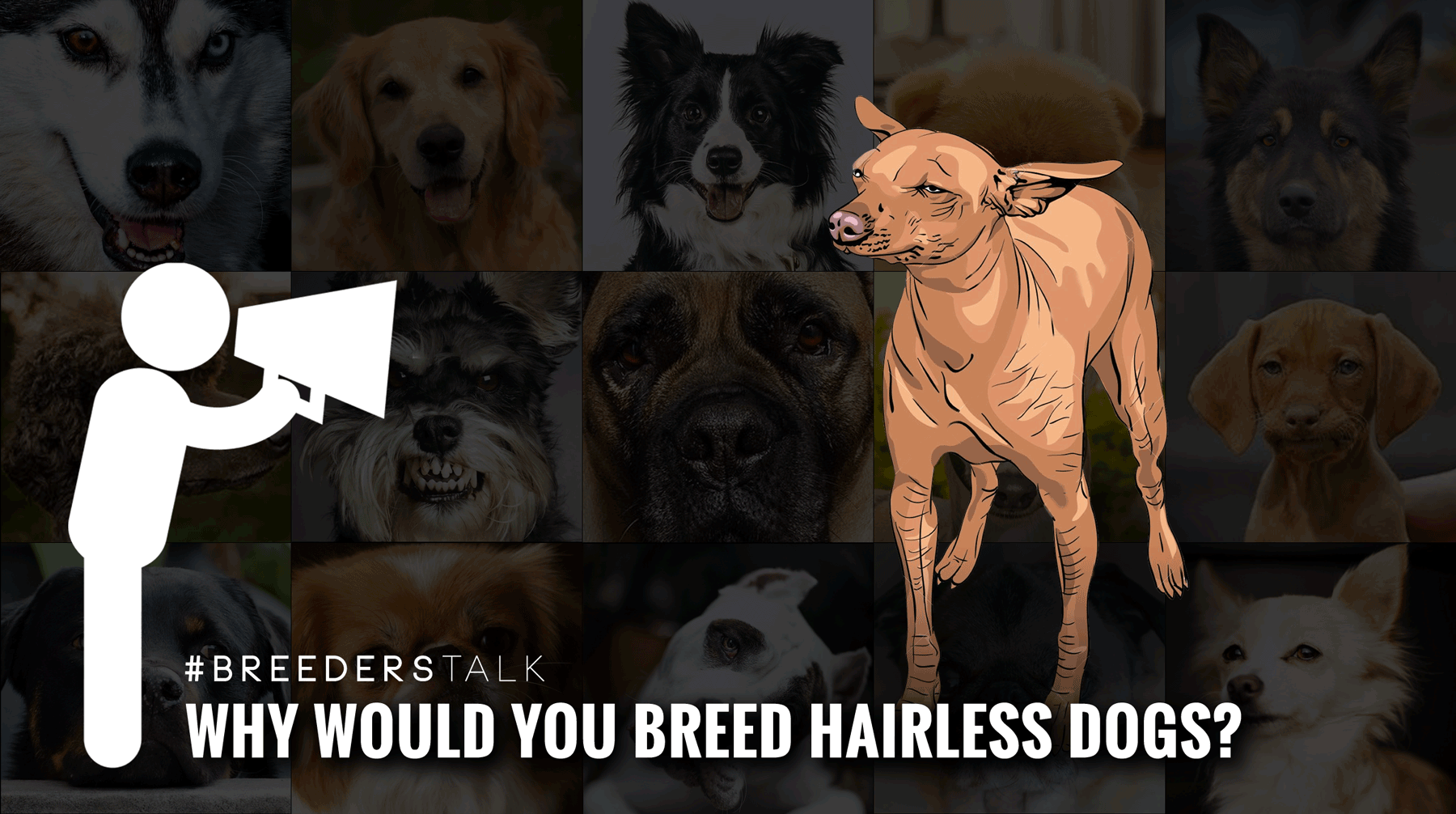 breeding hairless dog breeds