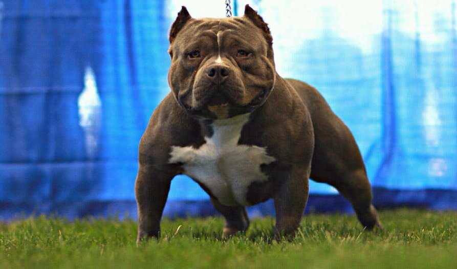 The Most Famous American Bully 