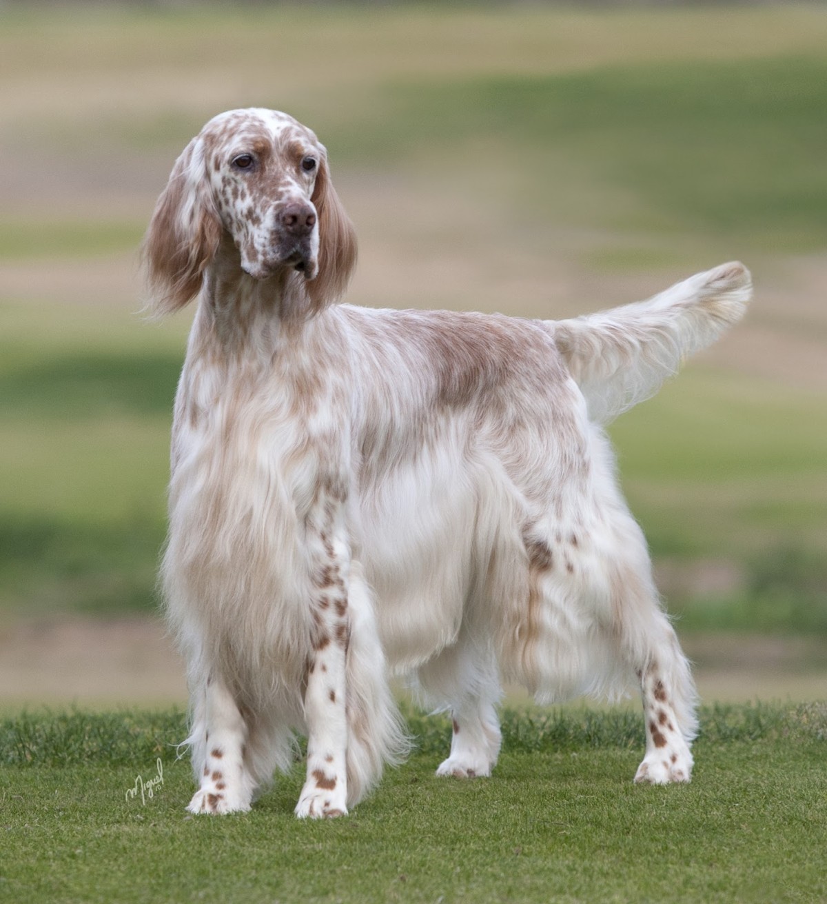 American English Setter Coat