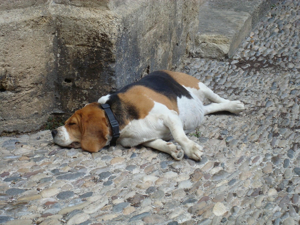 beagle sleeping