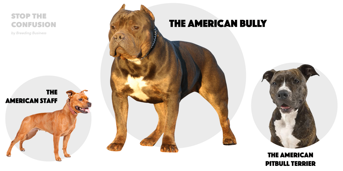 american pitbull terrier vs american bully