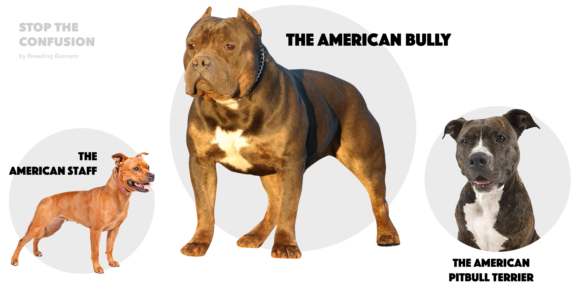 what kind of dog is an xl bully