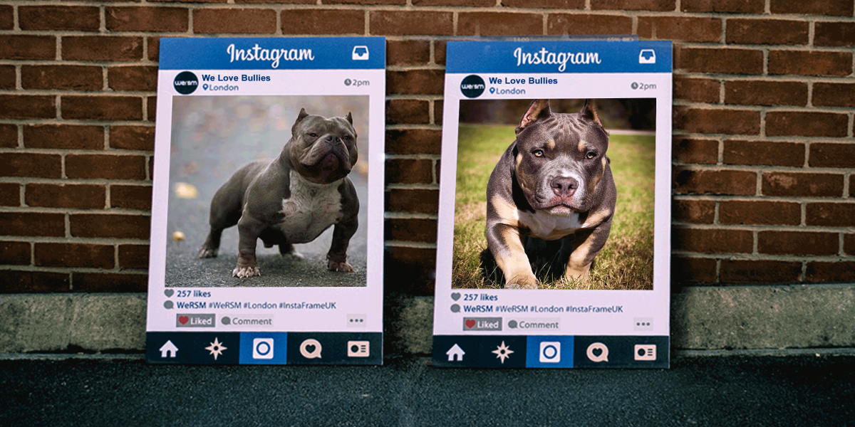 Increase Your Bully Kennel’s Instagram Followers With These Tips