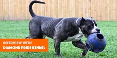 Questions To Diamond Pride Kennel About Their Bully Breeding Programme