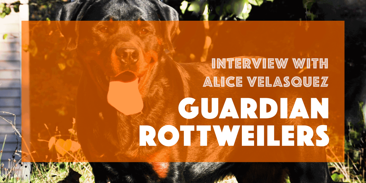 Interview with Alice — breeder from Guardian Rottweilers