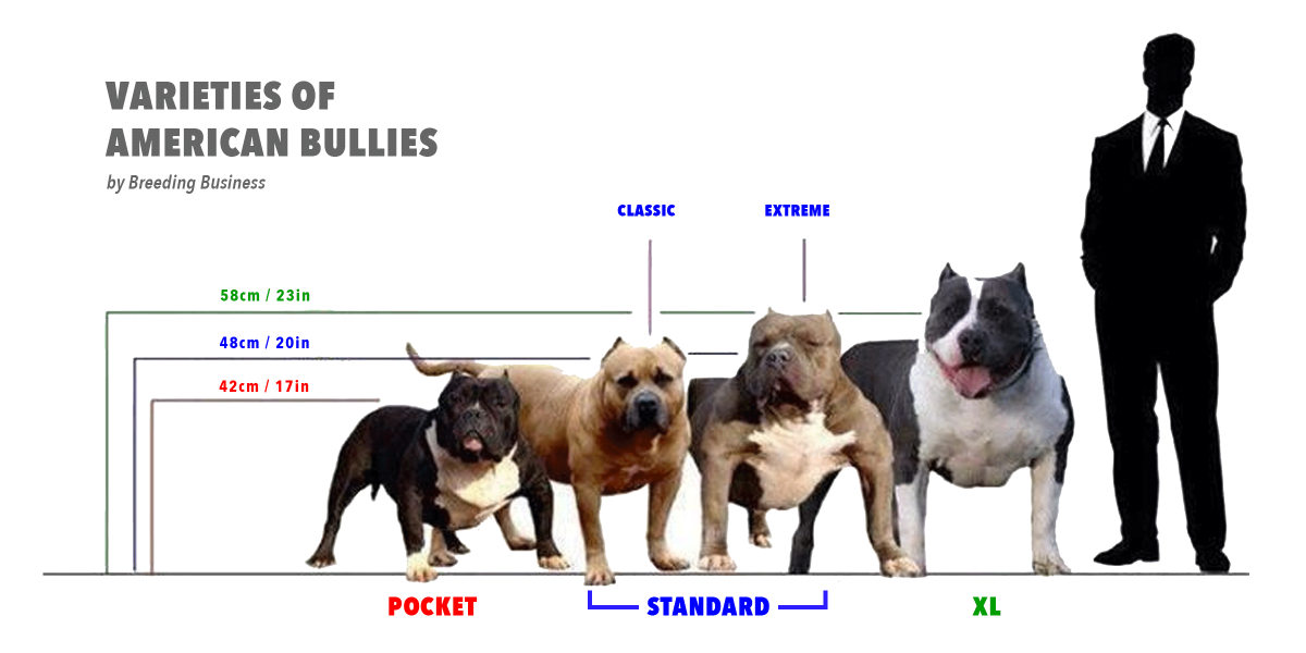 Xl Bully Growth Chart