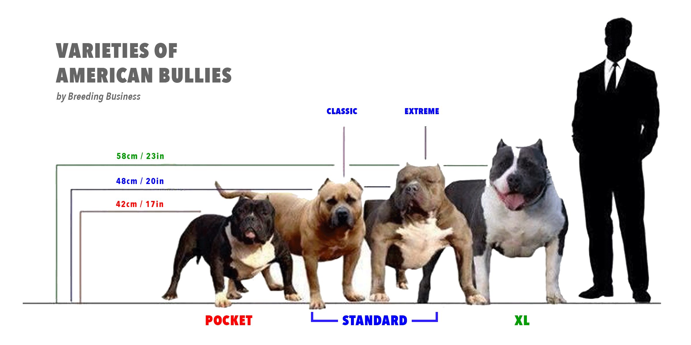 American Bully XL Standard, Regimen, Bloodlines, Breeding & FAQ