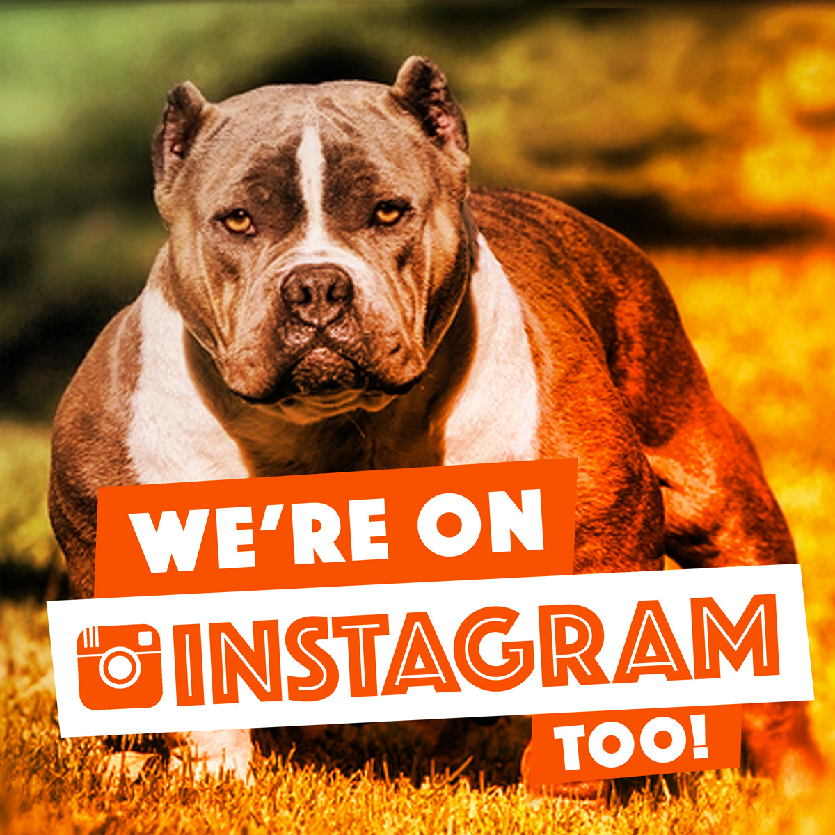 9 Tips For Bully Kennels To Get More Instagram Followers