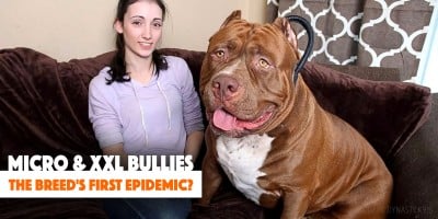 Micro & XXL Bullies: Is Extreme Breeding The Breed’s First Epidemic?