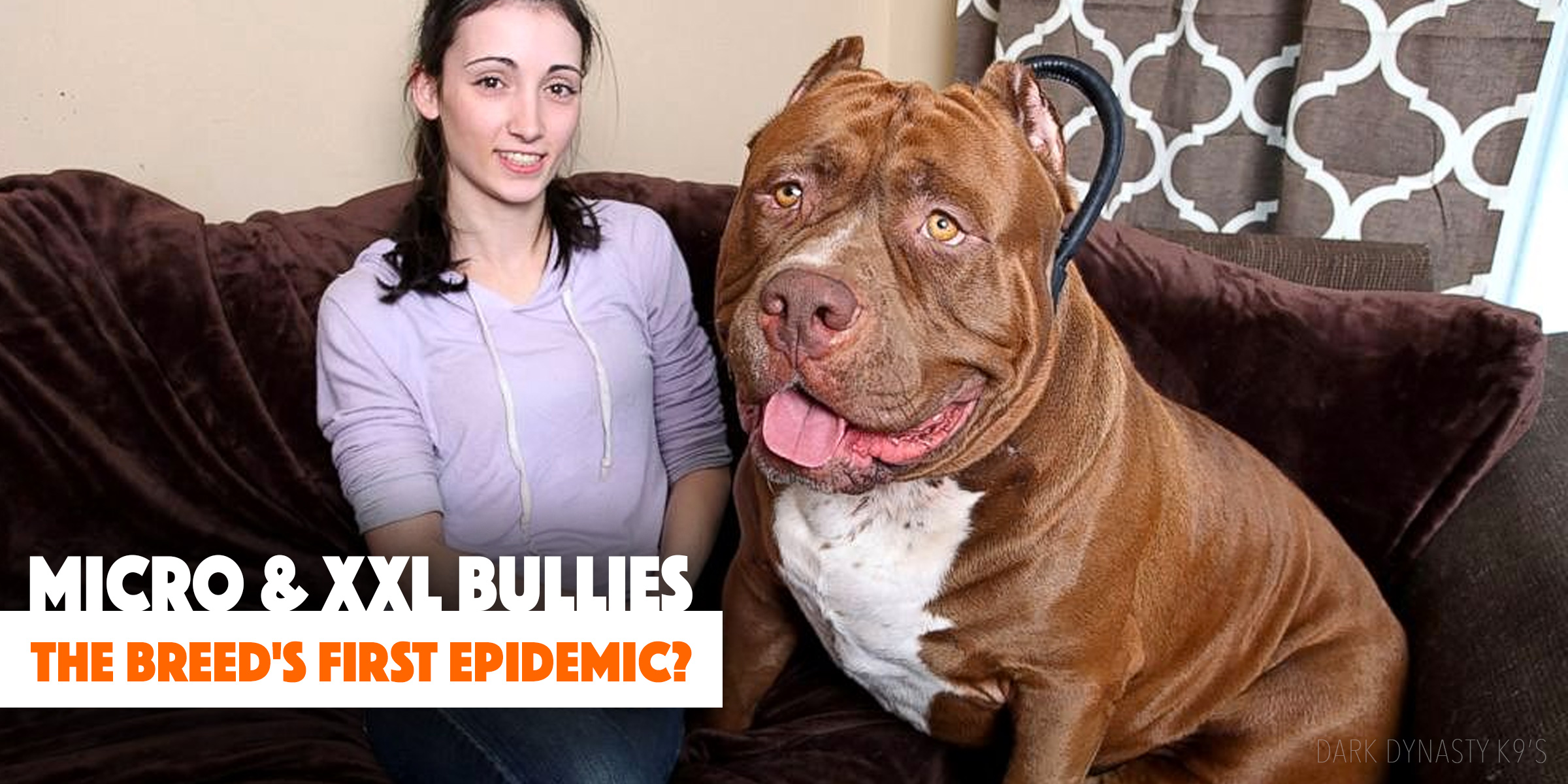 bully breed