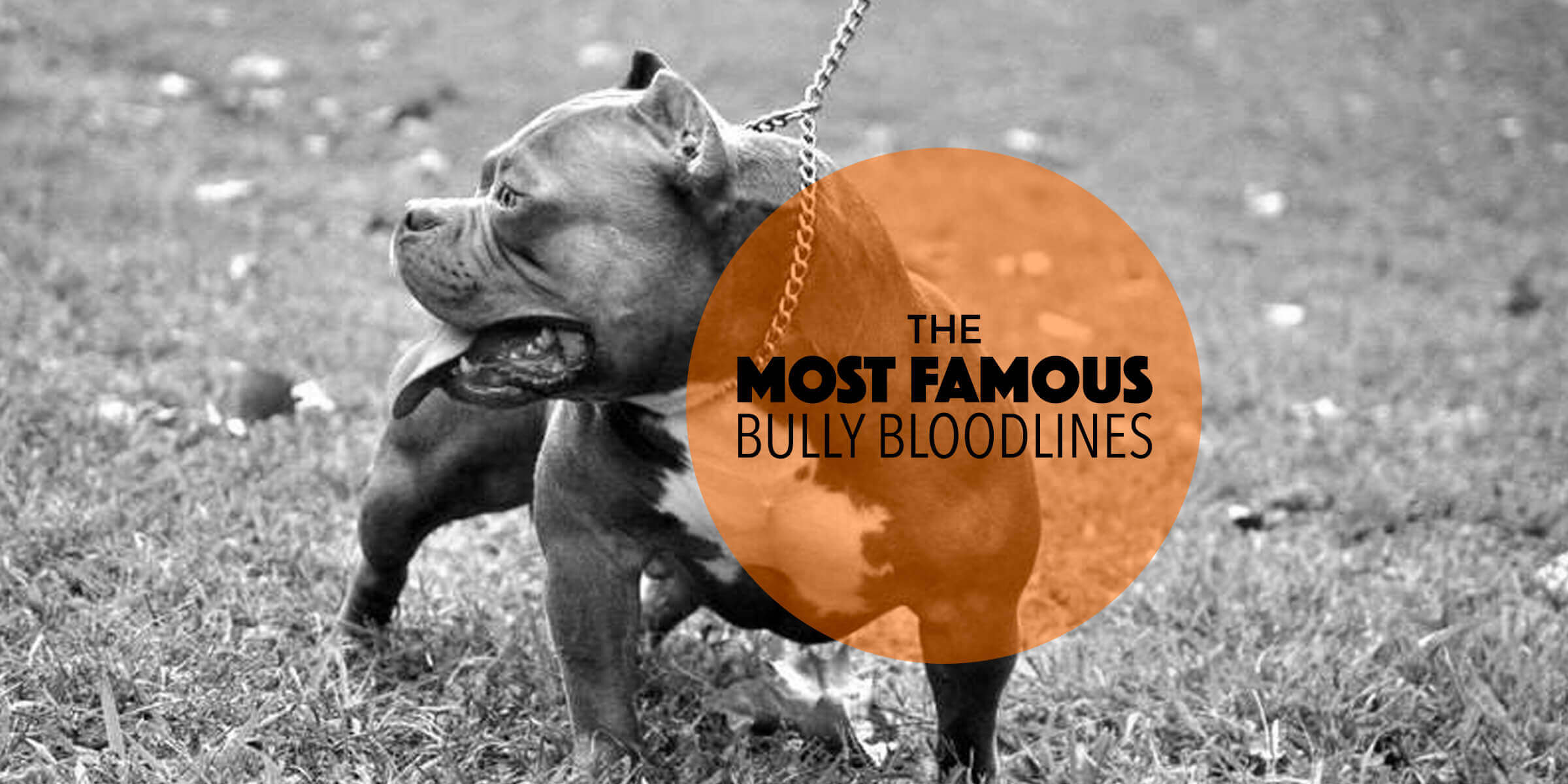 MOST FAMOUS BULLY BLOODLINES