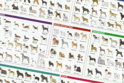 Crossbred vs Purebred Dogs