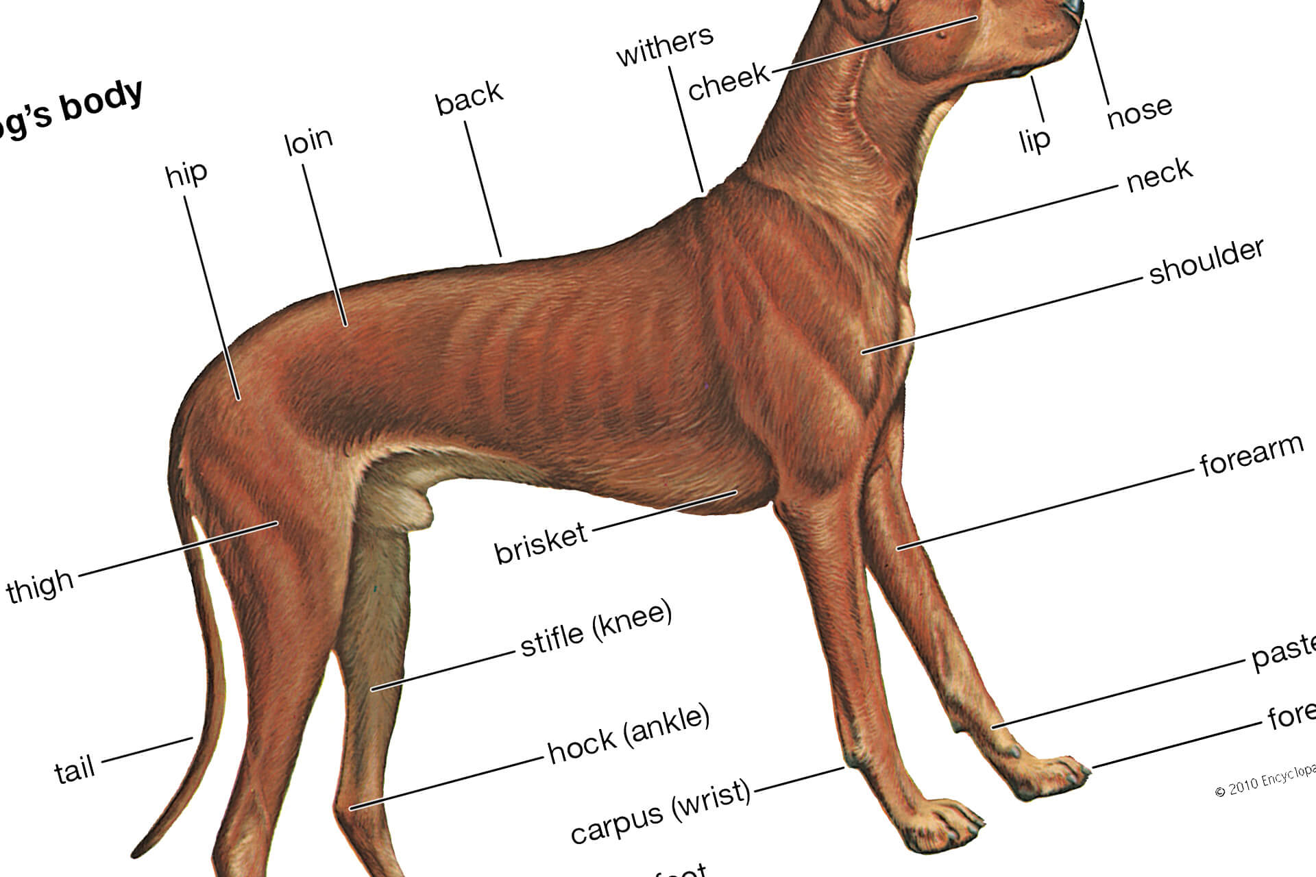 Anatomy Of The Dog