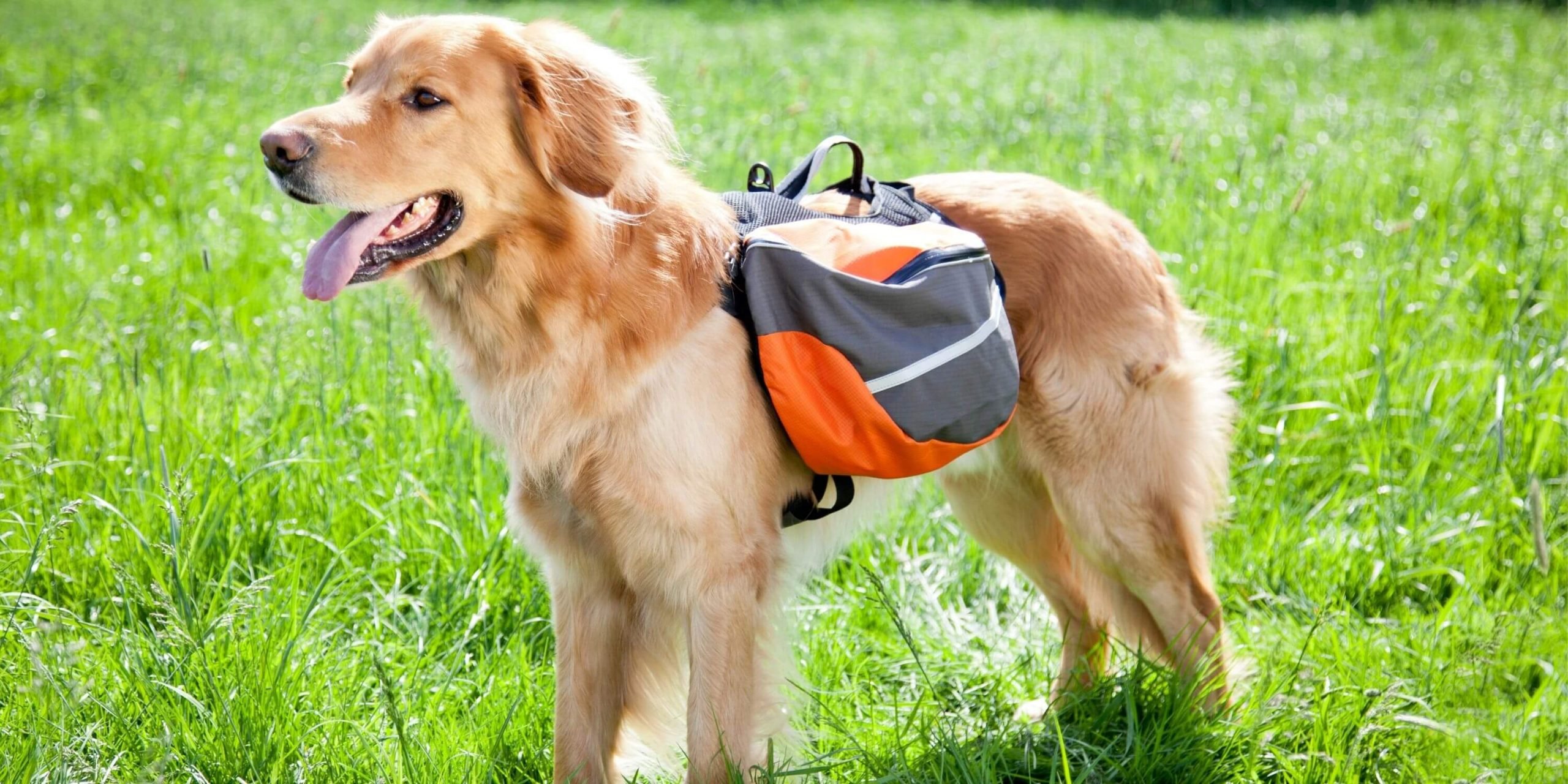 best dog backpacks for hiking and trekking