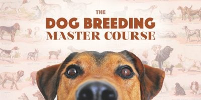 dog breeding course