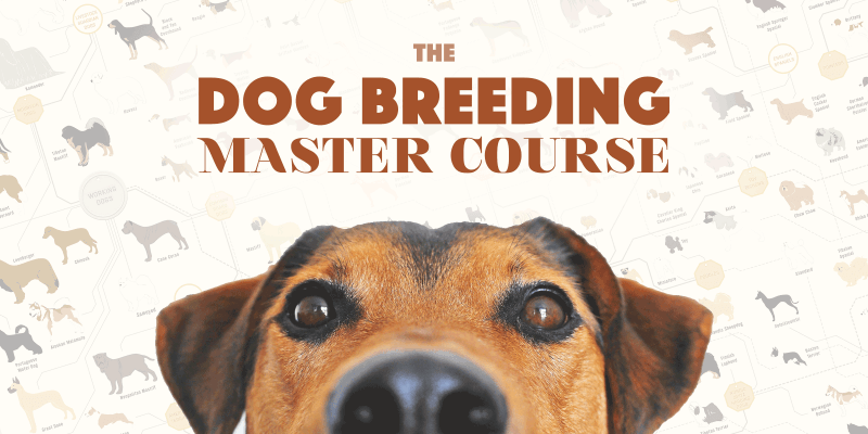 dog breeding master course