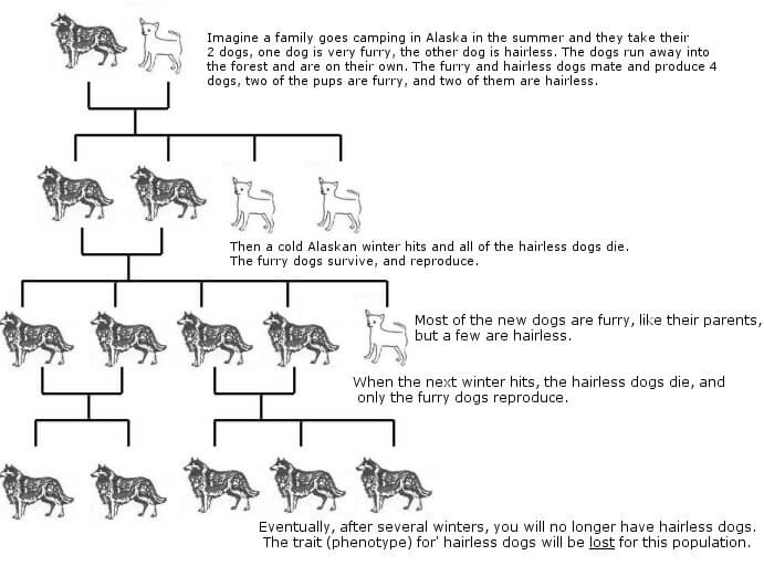 Genetic drift natural selection