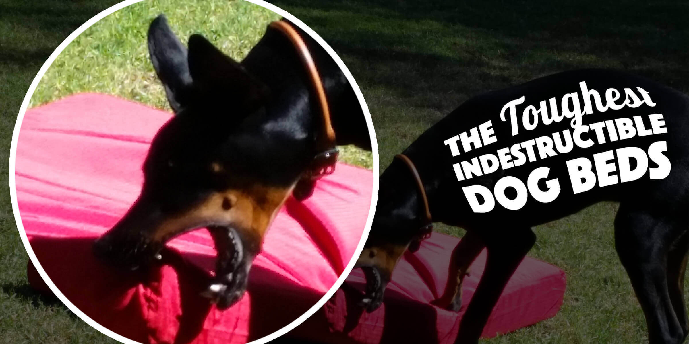 Kong indestructible dog outlet bed