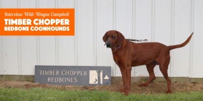 coonhound breeder wayne campbell from timber chopper kennels