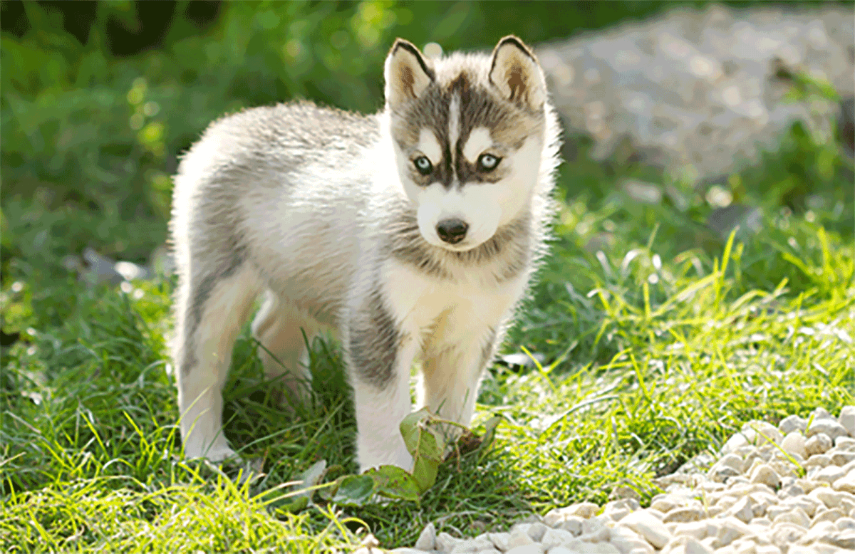 miniature husky puppy mini husky