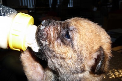 puppy nutrition