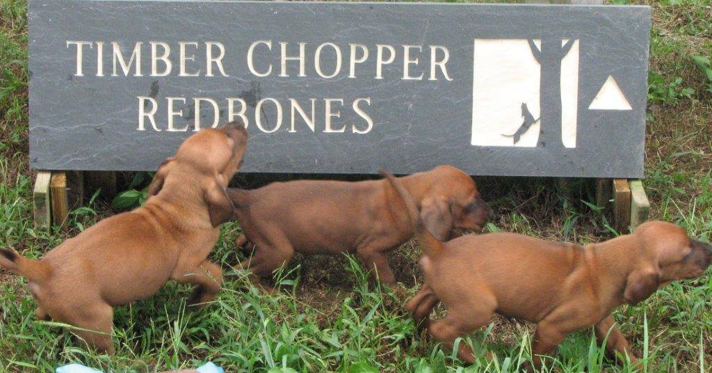 redbone coonhound puppies