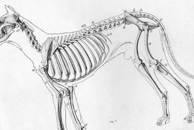 structure and skeleton of the dog lesson
