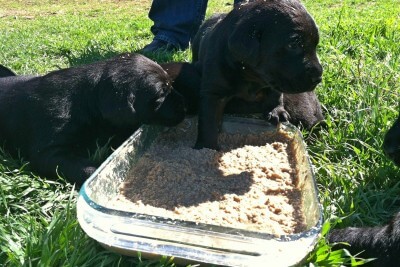 weaning puppies