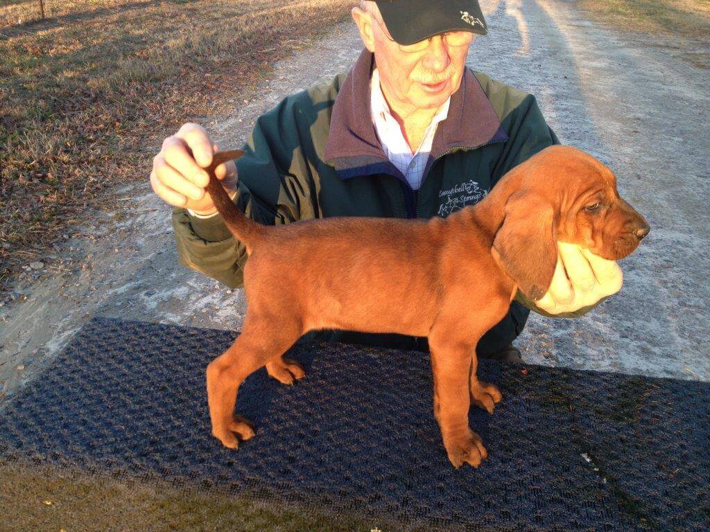 young timber chopper coonhound