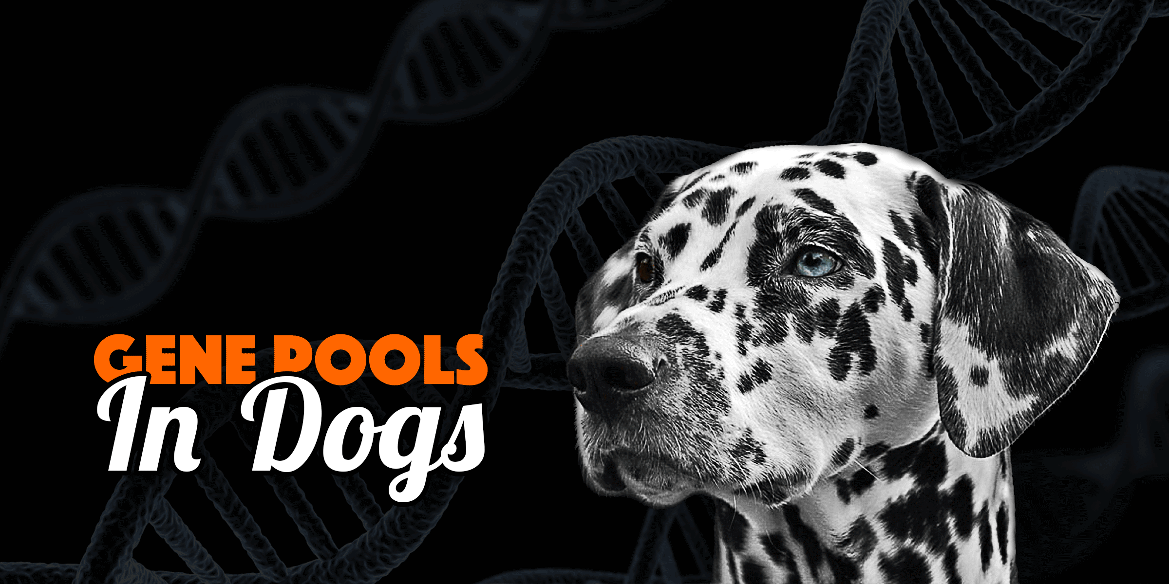 Gene Pool In Dogs