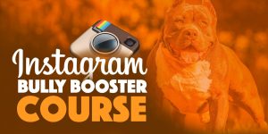 instagram bully booster course for american bully breeders