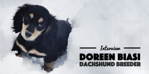 Dachshund Interview Doreen Biasi From AKCDachshundNY