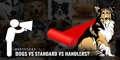 Dog Shows: Beat The Dogs, The Handlers Or The Standard?