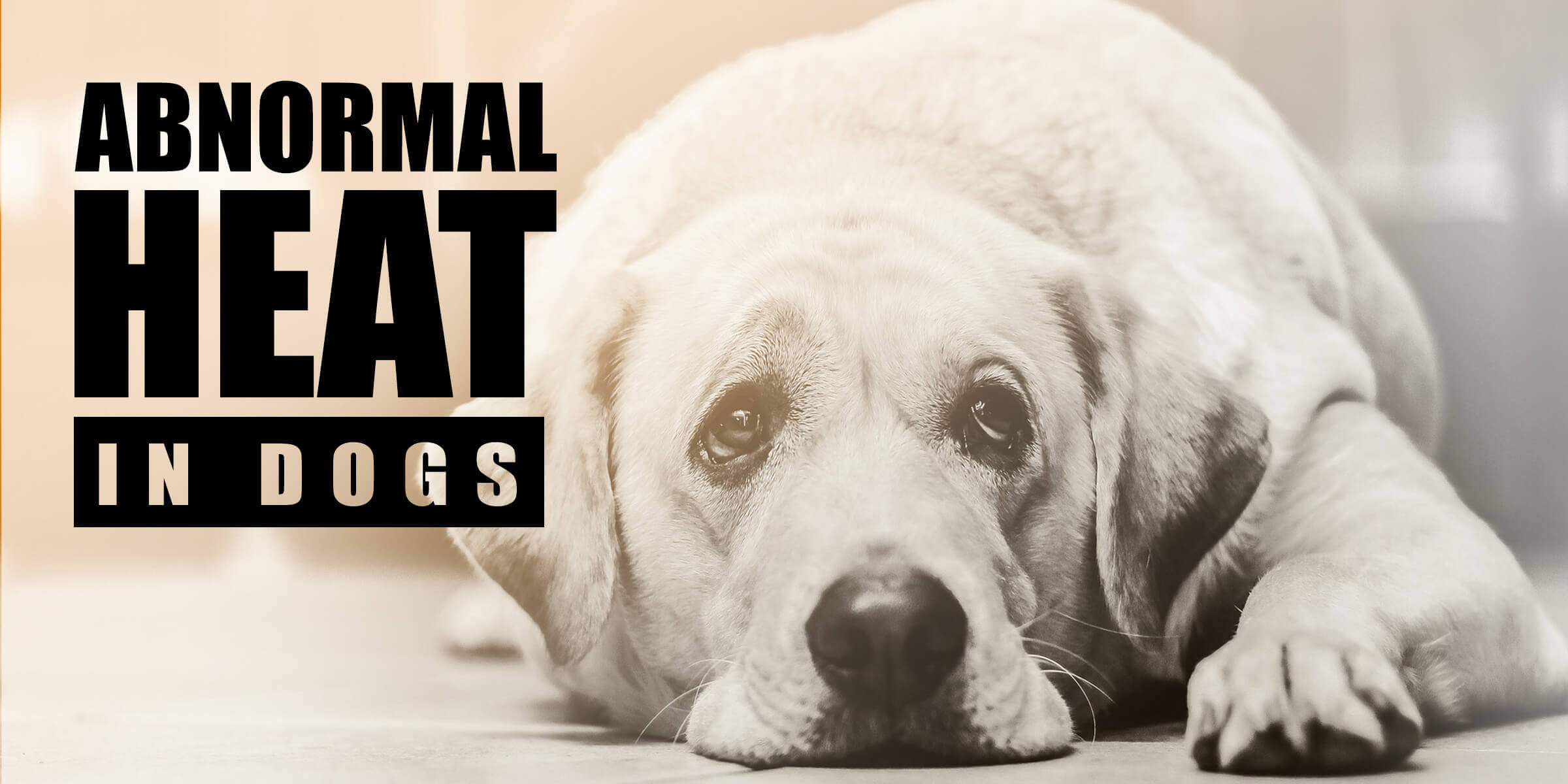 silent heat in dogs and abnormalities