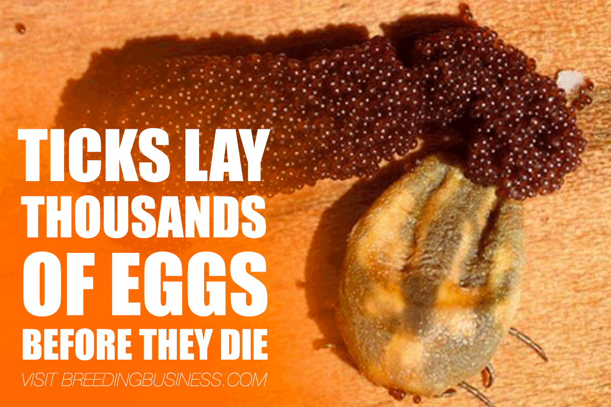 tick laying eggs