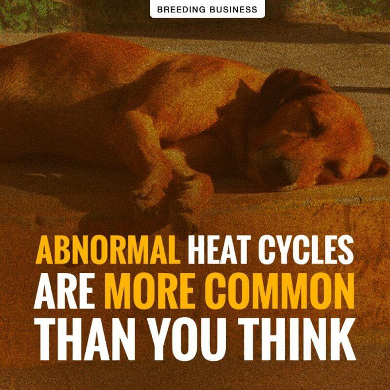 dog heat cycle problems