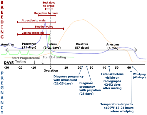 Canine Whelping Temperature Chart