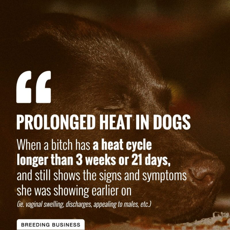 how do i know when my dog is not in heat anymore