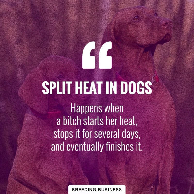 Split heat in dogs