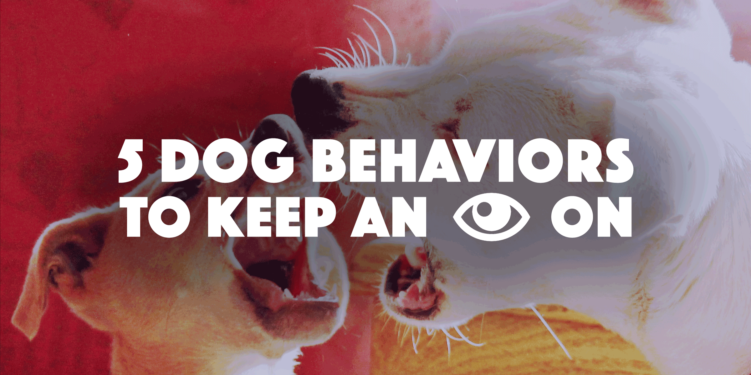 5 Dog Behaviors You Should Keep An Eye On