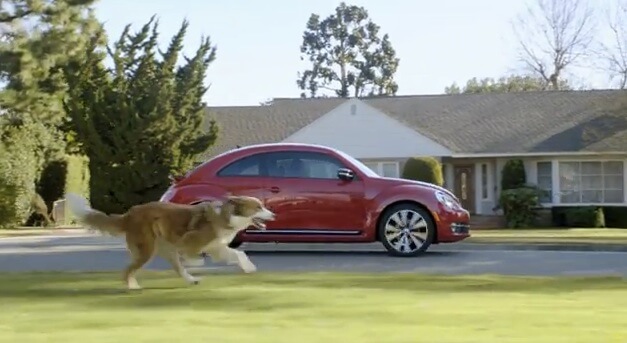 dog chasing a car