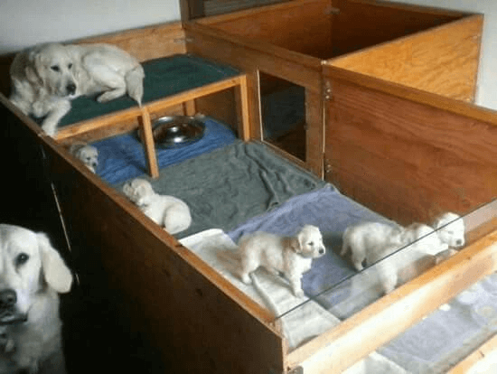 Best whelping box bedding sale