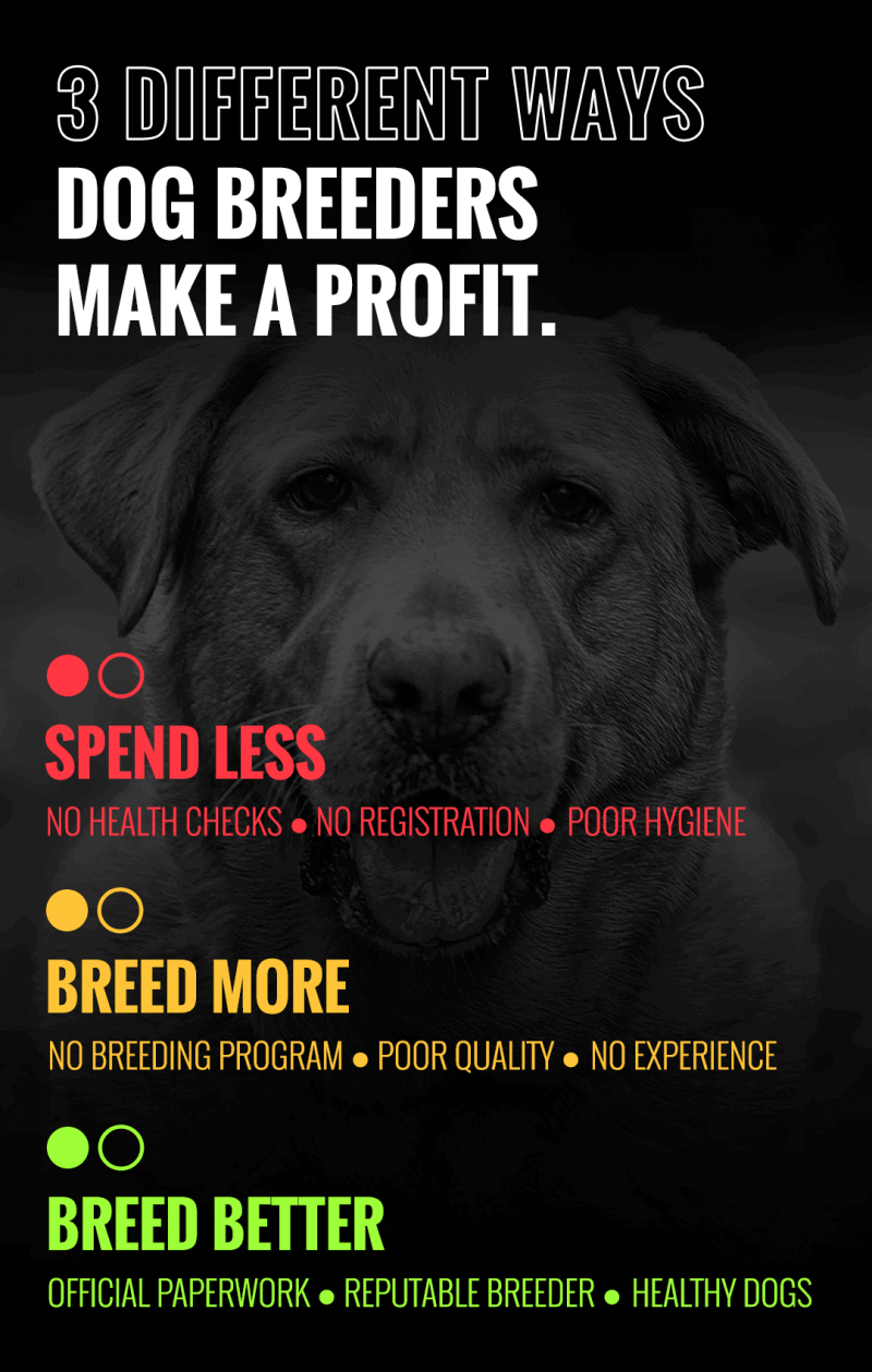 is dog breeding profitable