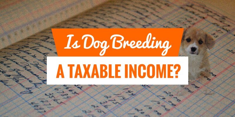 is dog breeding taxable income