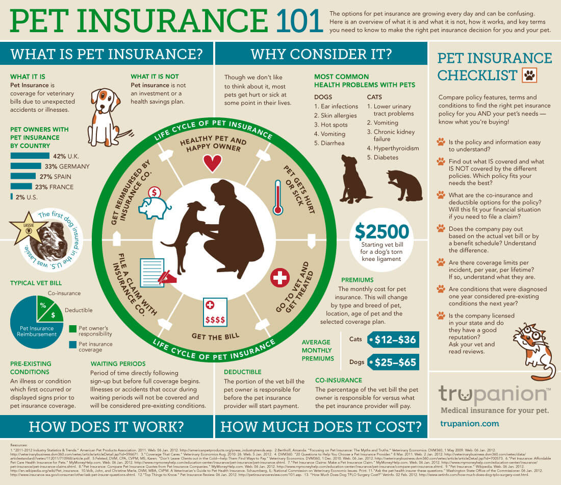 Is Pet Insurance a Wise Investment for Dog Breeders?