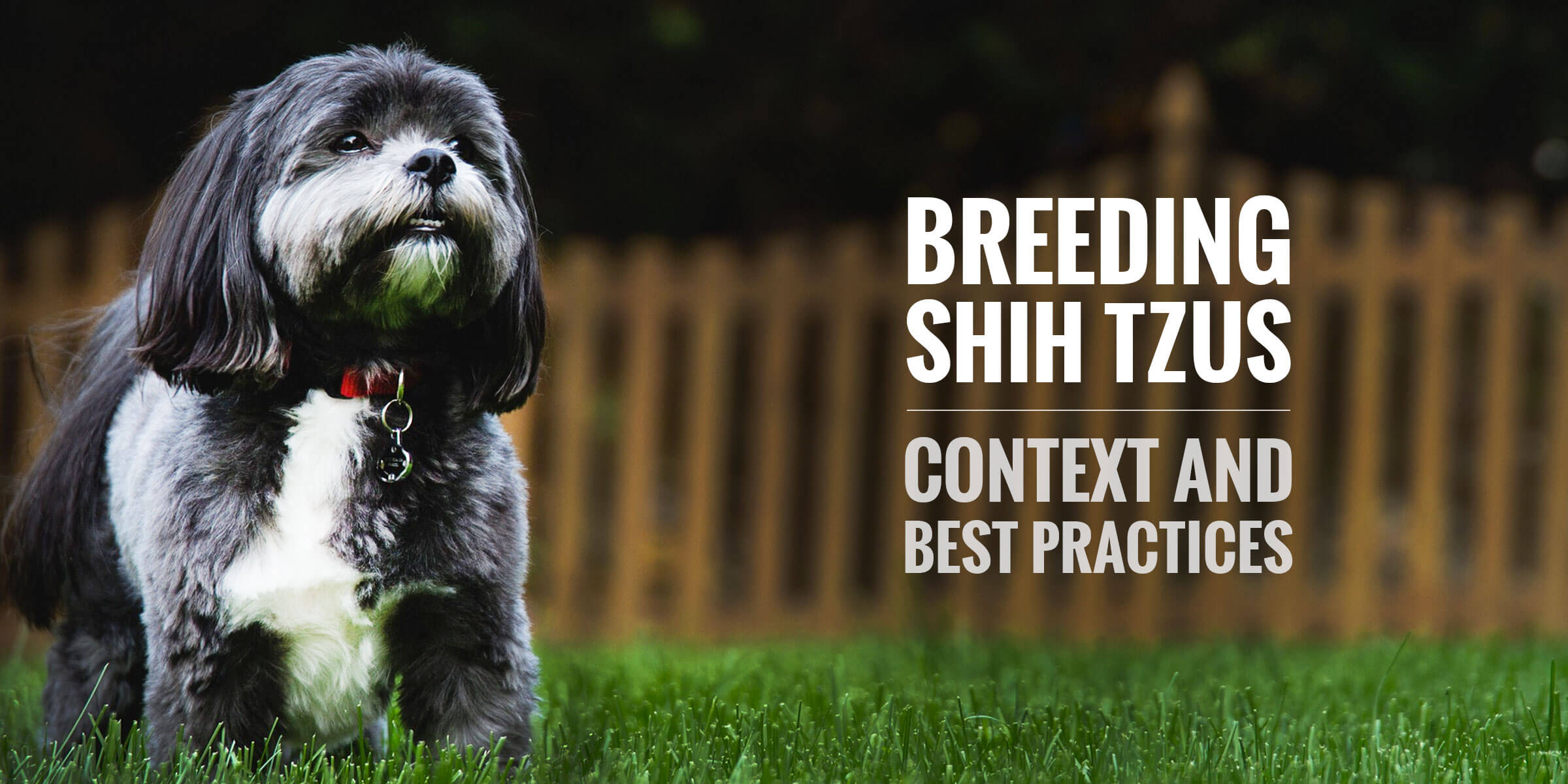 breeding shih tzu dogs