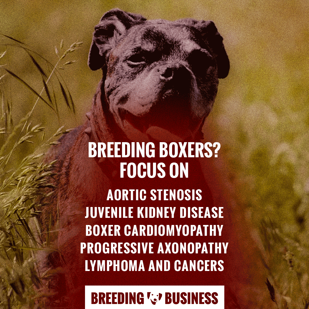 diseases particularly affecting Boxers