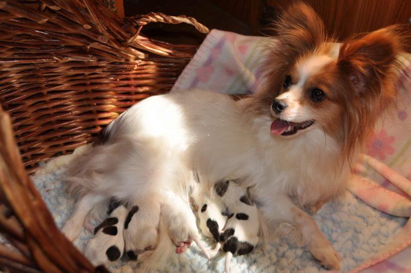 newborn papillon litter of puppies