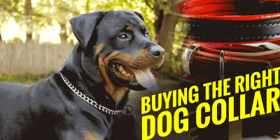 buying the right dog collar